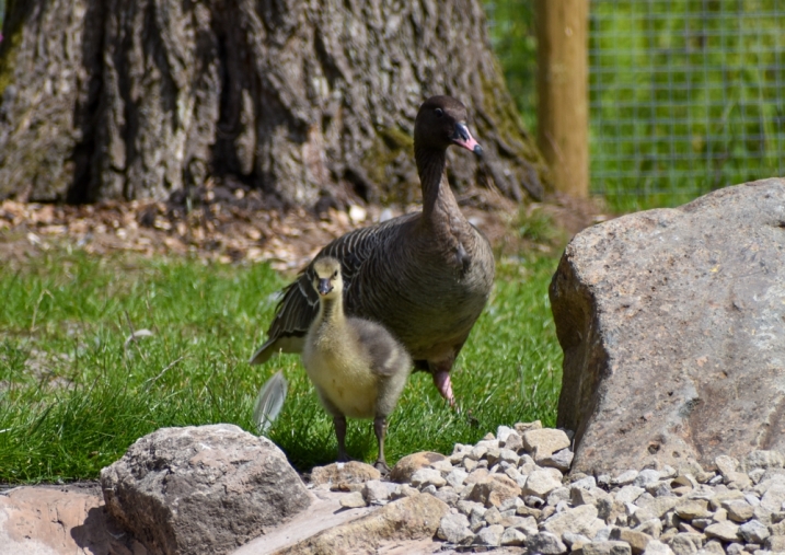 An adult pink-footed goose stood with a gosling.